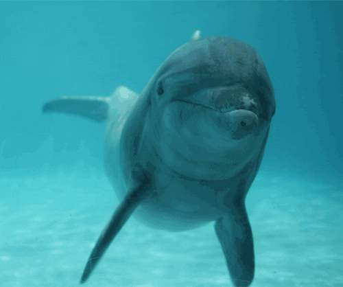 Wildfire smoke may harm whales and dolphins: Here’s what we know